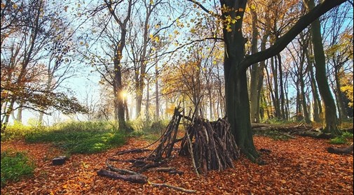 Photograph of an autumnal forest scene at Hudnall Park with fallen leaves on the forest floor and a partially-made den created from tree branches visible.