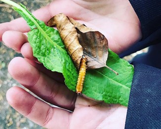 Young person with open hands holding a yellow caterpillar on a leaf.