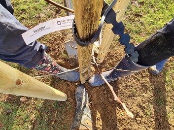 A group of young people standing around the trunk of a newly planted tree in their wellingtons.