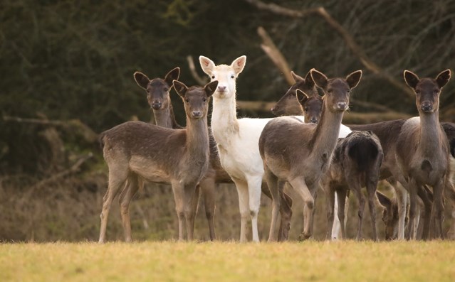 Landscape of alert deer on grassland